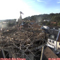 19_00-nest.jpg