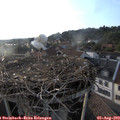 19_10-nest.jpg