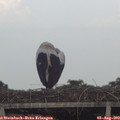 19_20-mast.jpg