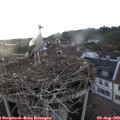 19_30-nest.jpg