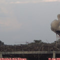 19_35-mast.jpg