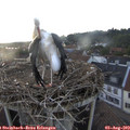 19_35-nest.jpg
