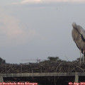 19_40-mast.jpg