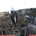 19_40-nest.jpg