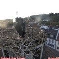 19_45-nest.jpg