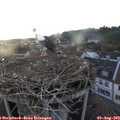 19_50-nest.jpg