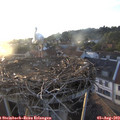 19_55-nest.jpg