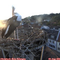 20_10-nest.jpg
