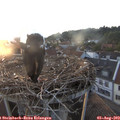20_15-nest.jpg