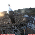 20_20-nest.jpg