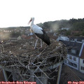 20_25-nest.jpg