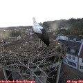 20_30-nest.jpg
