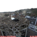 20_35-nest.jpg