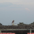 20_40-mast.jpg