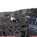 20_50-nest.jpg