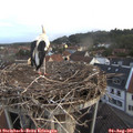 06_05-nest.jpg