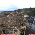 06_15-nest.jpg