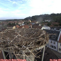 07_50-nest.jpg