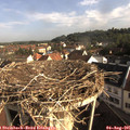 08_20-nest.jpg