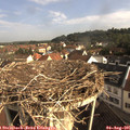 08_40-nest.jpg