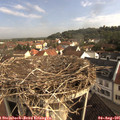 08_50-nest.jpg