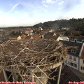 09_00-nest.jpg
