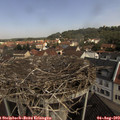 10_50-nest.jpg