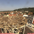 11_35-nest.jpg