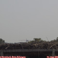 11_50-mast.jpg