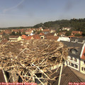 11_50-nest.jpg
