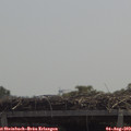 12_10-mast.jpg