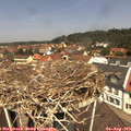 12_10-nest.jpg