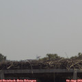 12_20-mast.jpg
