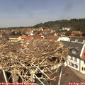12_25-nest.jpg
