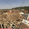 12_35-nest.jpg