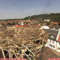 12_50-nest.jpg