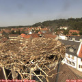 13_15-nest.jpg