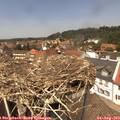 13_25-nest.jpg