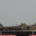 13_30-mast.jpg