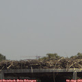 13_50-mast.jpg
