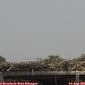 13_55-mast.jpg