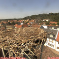 14_15-nest.jpg