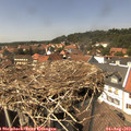 14_20-nest.jpg