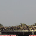 14_25-mast.jpg