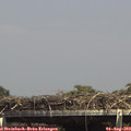 14_50-mast.jpg
