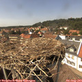 14_50-nest.jpg