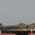 14_55-mast.jpg