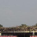 15_05-mast.jpg