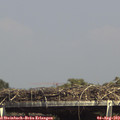 15_10-mast.jpg