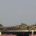 15_20-mast.jpg